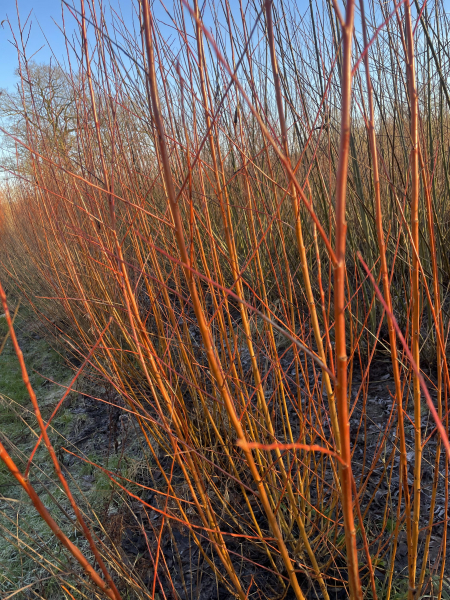 Rotweide,(Salix "Flame") wurzelnackt 50-80 cm
